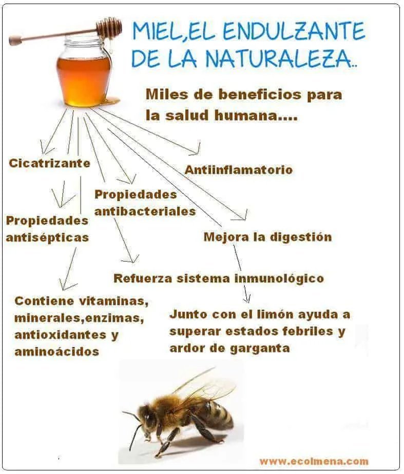 LunaGitana0333's tweet photo. La Miel: 
La miel ofrece varios beneficios para la salud, incluyendo propiedades antibacterianas y antioxidantes, puede ayudar a la digestión, aliviar la tos y mejorar el estado de ánimo.   

También puede ser una fuente de energía rápida y efectiva, y se ha sugerido que podría tener efectos positivos en la salud cardiovascular y la función hepática.   

Beneficios detallados:  
Propiedades antibacterianas y antivirales:
La miel, especialmente la miel cruda, contiene compuestos como el peróxido de hidrógeno y otros compuestos bioactivos que le confieren propiedades antibacterianas y antivirales.   

Esto puede ayudar a combatir infecciones y proteger contra ciertas enfermedades.  

Fuente de antioxidantes:  
La miel es rica en antioxidantes como flavonoides y polifenoles, que pueden ayudar a proteger las células del daño causado por los radicales libres y reducir el riesgo de enfermedades crónicas.  

Mejora la digestión:  
La miel puede ayudar a aliviar el estreñimiento, reducir la inflamación en el intestino y promover un equilibrio saludable de la flora bacteriana.  

Alivio de la tos:  
La miel puede ser efectiva para aliviar la tos, especialmente en niños, y se ha demostrado que es tan efectiva como algunos medicamentos para la tos. 

 Mejora el estado de ánimo:  
 La miel contiene triptófano, un aminoácido precursor de la serotonina, un neurotransmisor que puede ayudar a regular el estado de ánimo y reducir la ansiedad.

  Fuente de energía: 
  La miel es una fuente rápida de energía debido a su contenido de azúcares naturales, lo que la hace útil para deportistas o personas que necesitan un impulso rápido de energía.  

Salud cardiovascular:  
Algunos estudios sugieren que la miel podría ayudar a reducir los niveles de colesterol y triglicéridos, lo que podría tener un impacto positivo en la salud cardiovascular.  

Salud hepática:  
La miel puede ayudar a proteger el hígado y mejorar su función gracias a sus propiedades antioxidantes y su capacidad para equilibrar los niveles de azúcar en sangre.  

Curación de heridas:  
 La miel se ha utilizado tradicionalmente para tratar heridas y quemaduras debido a sus propiedades antibacterianas y antiinflamatorias.  

Recomendaciones:  
 Es importante consumir miel con moderación, ya que sigue siendo un alimento con alto contenido de azúcar.

 Además, se debe evitar dar miel a niños menores de un año debido al riesgo de botulismo.   

Si tienes alguna condición médica específica, es recomendable consultar con un profesional de la salud antes de incorporar grandes cantidades de miel a tu dieta.