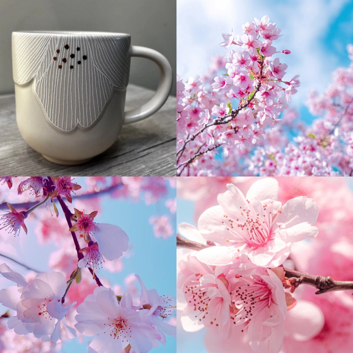 chelscups's tweet image. 🌸💗I Love Flowers 

#ChelsCups
#FlowerDay