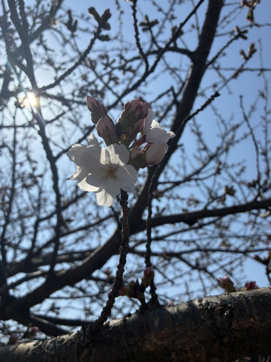 _Shikaumi's tweet photo. 桜がちょこちょこ咲いてる🌸
 #鹿島アントラーズ https://t.co/hFd89R2w5d