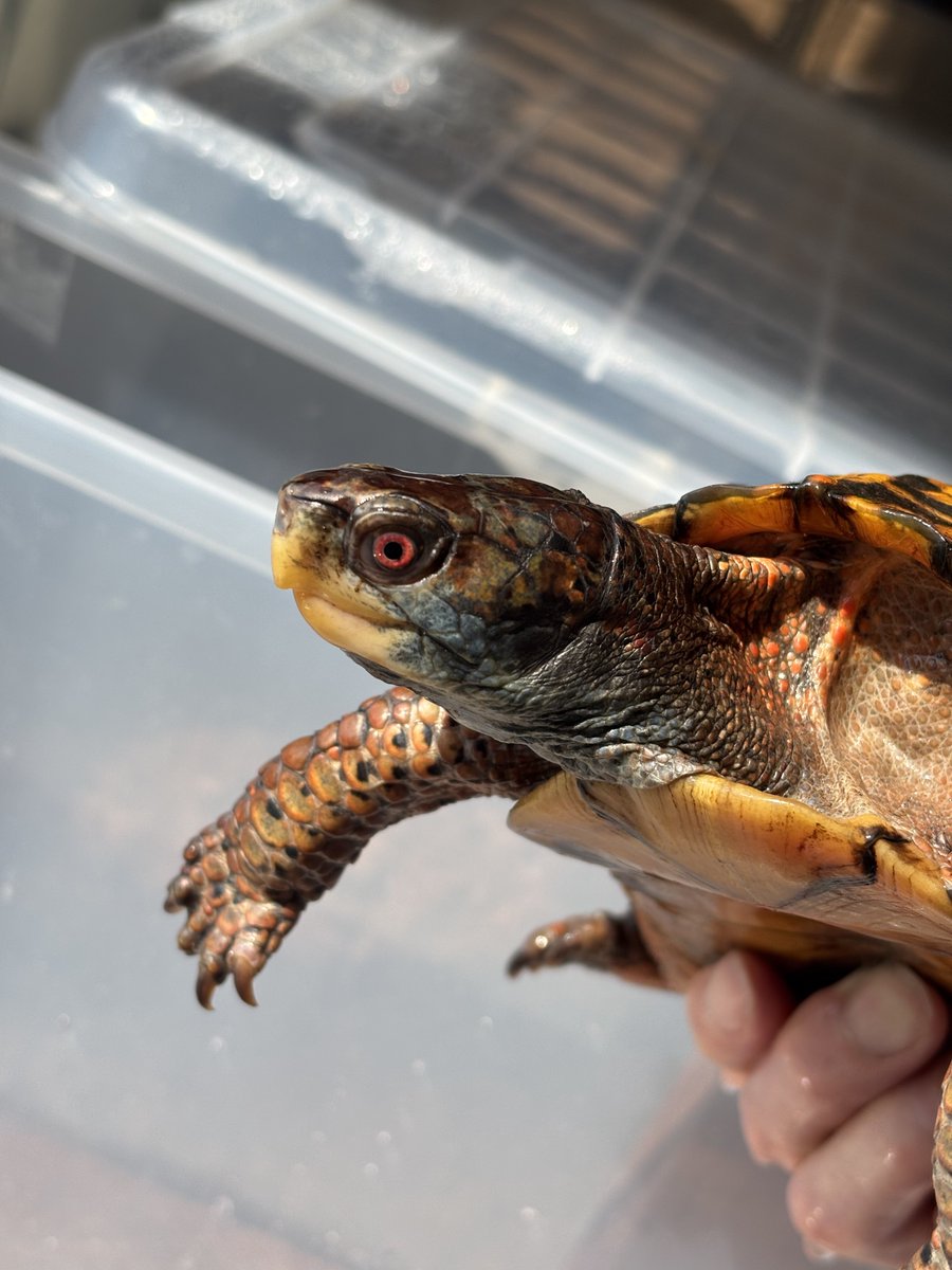 HerpState(ハープステート) tweet media