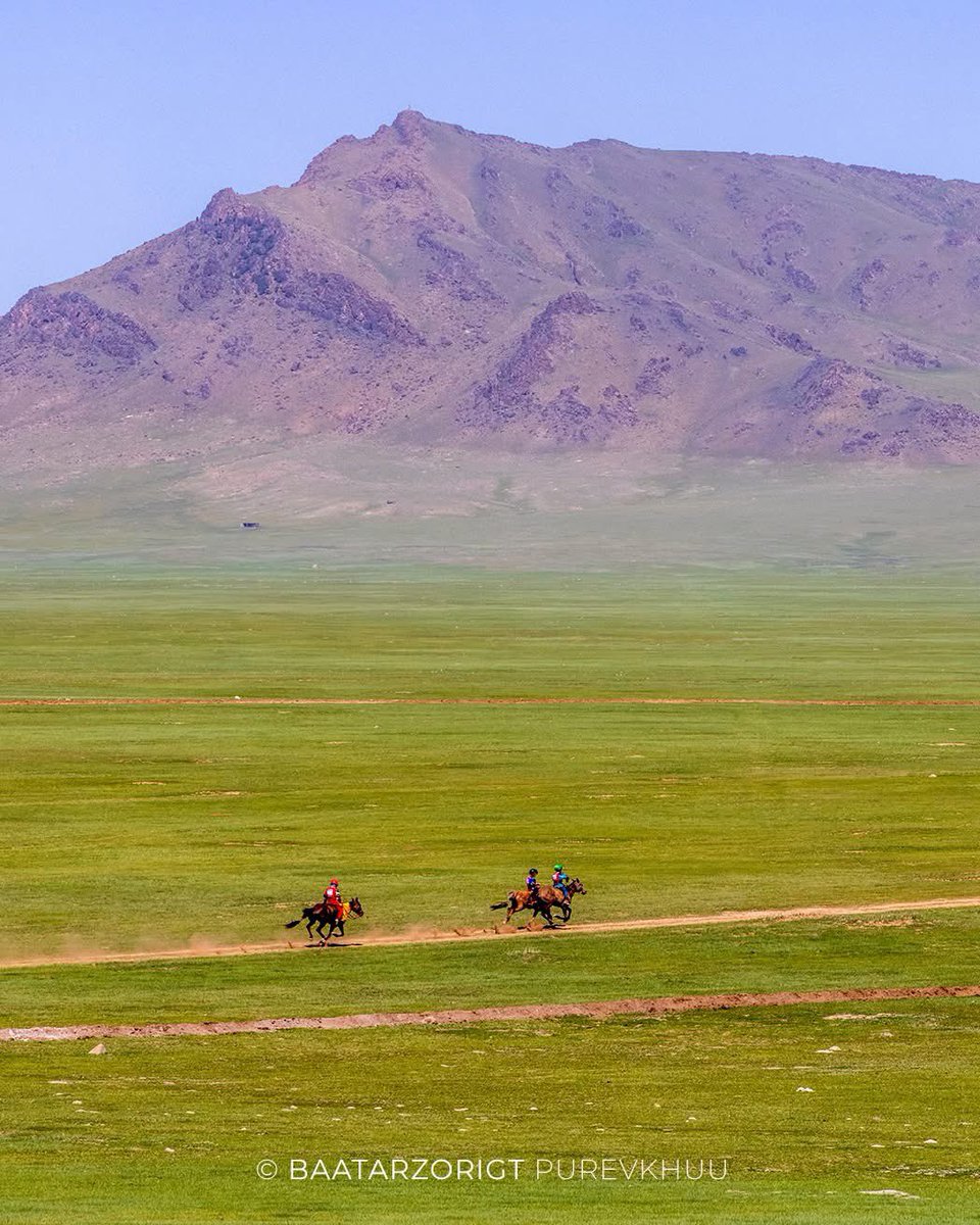 Бодлын хулгайч tweet media