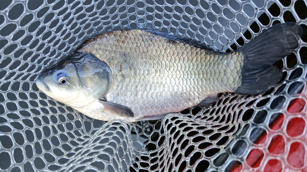 ういだじるう tweet media