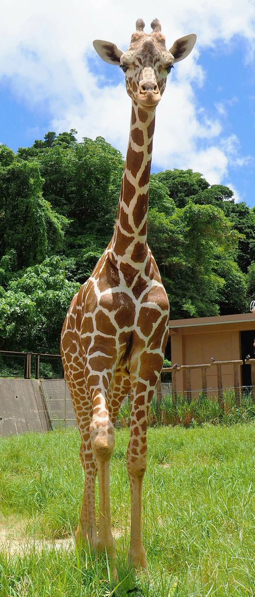 石橋 弘将 tweet media