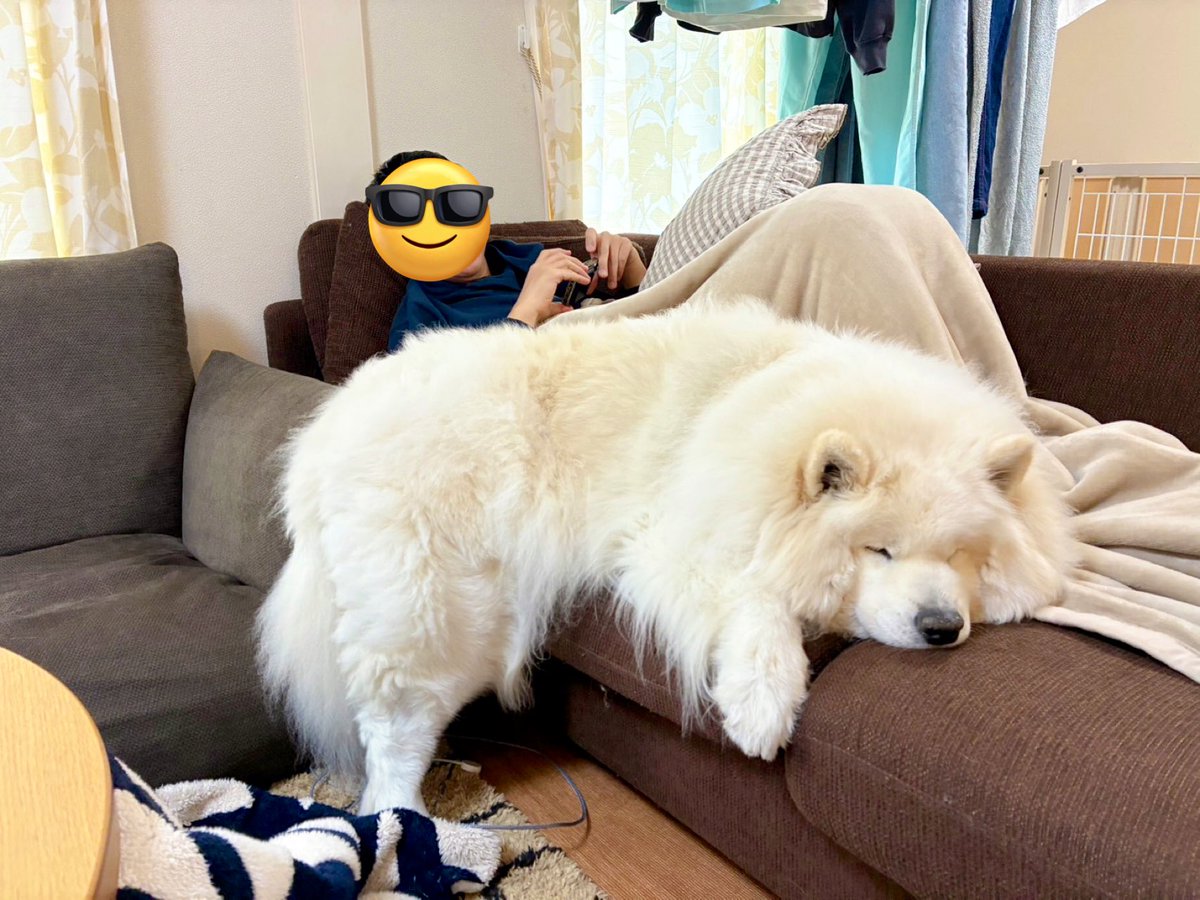 サモエドパパ でかい犬が二日酔でダラダラしているパパを守ってくれています