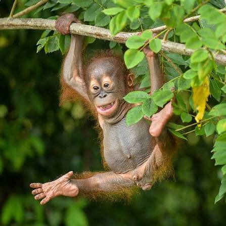 Orangutandreaaa's tweet photo. Harapi’s face is so iconic, you can always tell it’s him😭 https://t.co/Gy6gOjKV8S