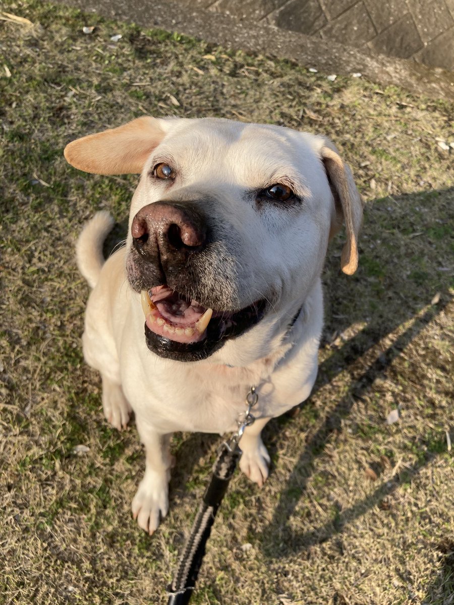 にゃり tweet media