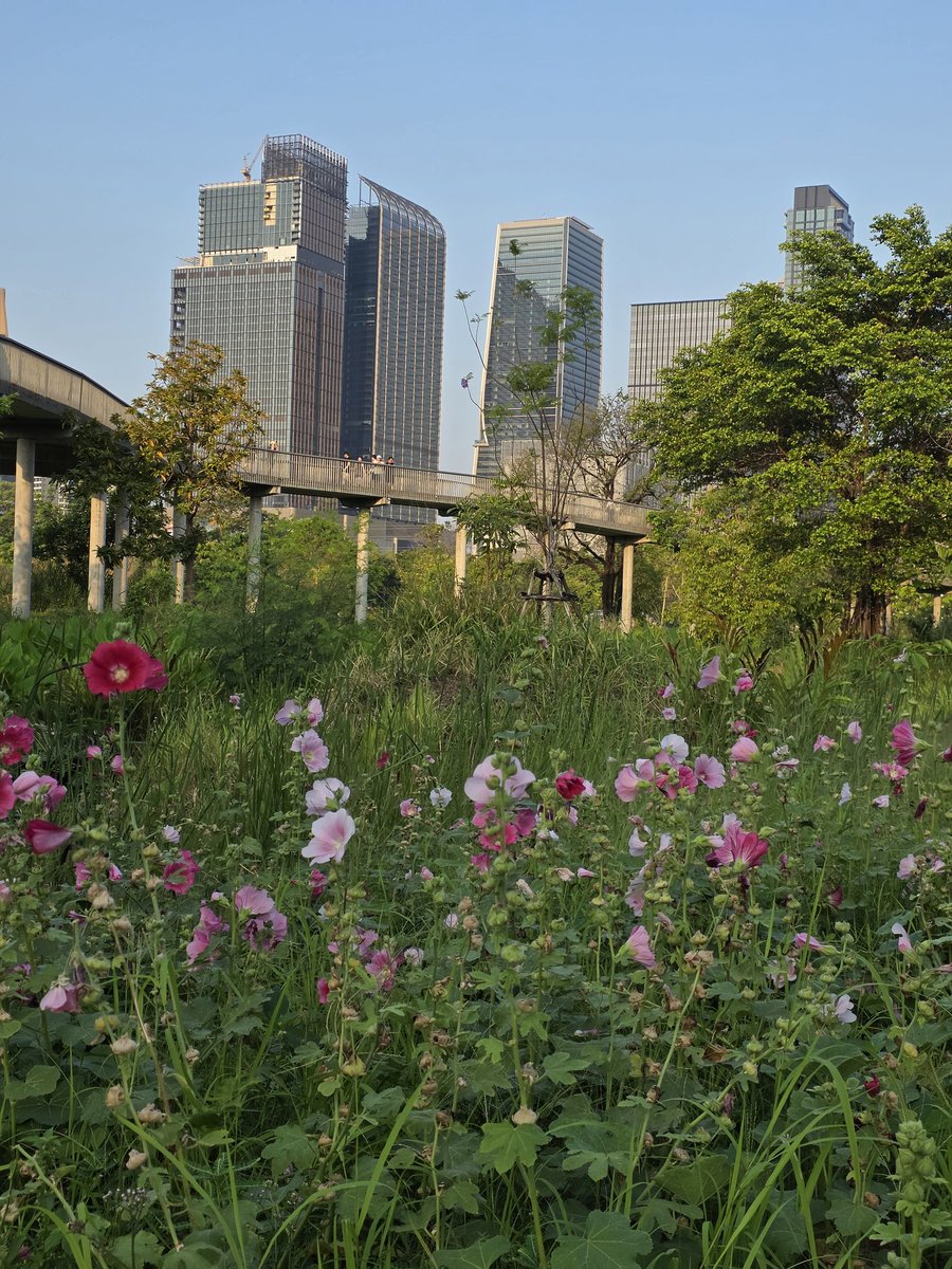 ณิช tweet media