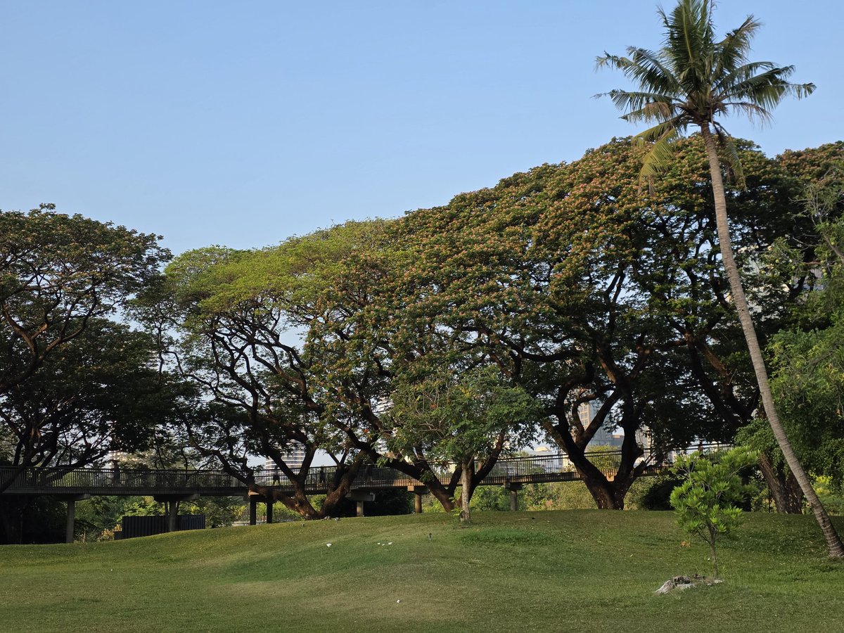 ณิช tweet media