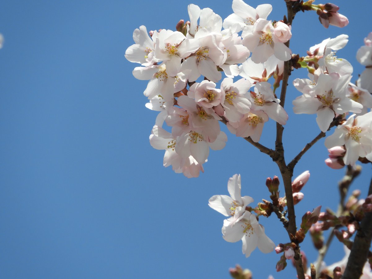 都立戸山公園　園長の採れたて情報 tweet media