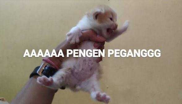 Taman Nasional tweet media