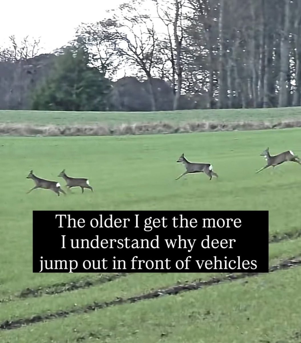 Jeff Calder 🏴☠️🦆 tweet media