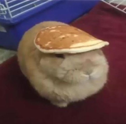 햠부기 tweet media