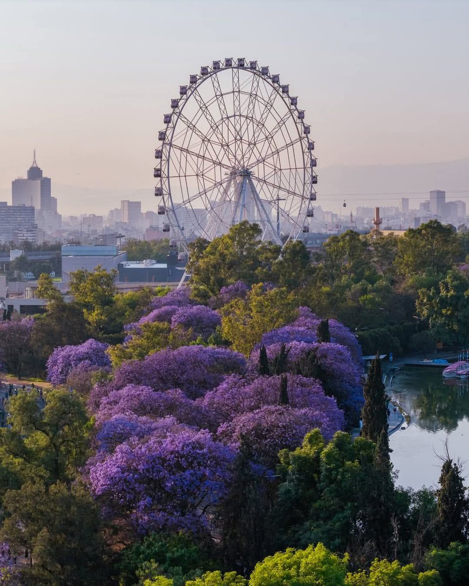 Leticia Ali tweet media