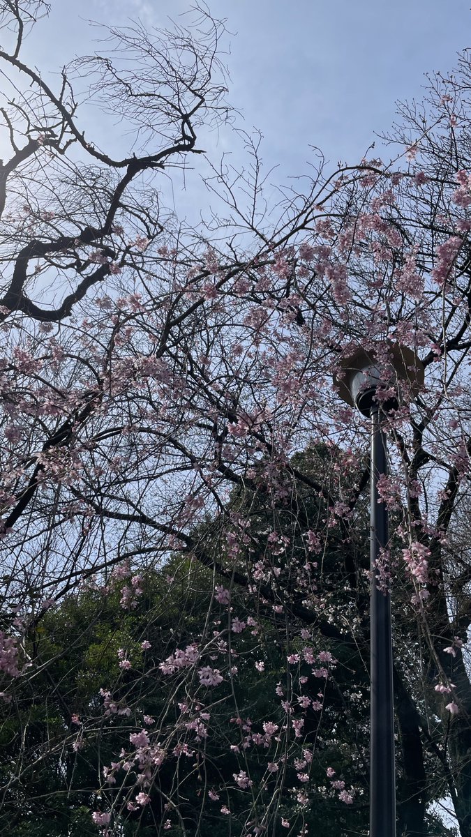 いとをかし（ナガ） tweet media