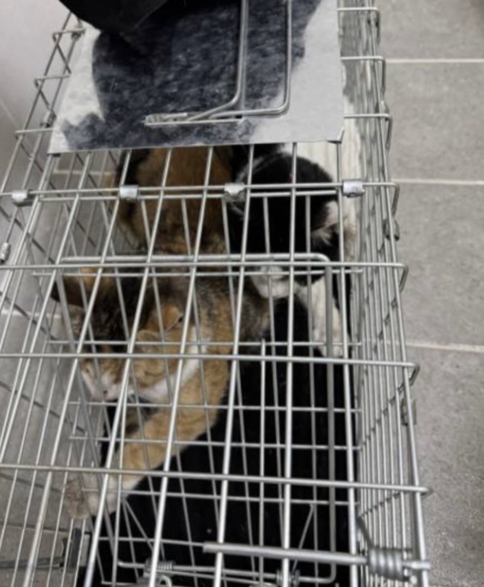 째앙금 tweet media