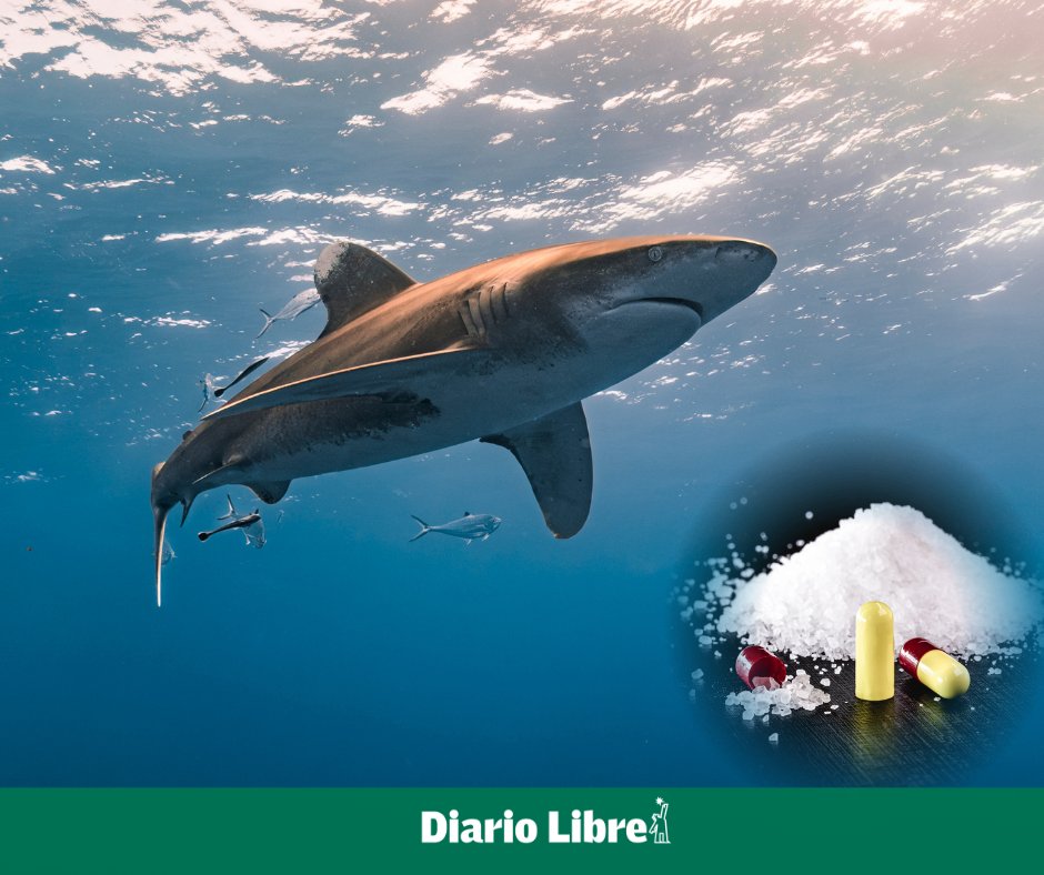 DiarioLibre's tweet image. 🏞 |#MedioambienteDL| Científicos encuentran en Bahamas tiburones positivos en cocaína y otras sustancias buff.ly/GgibPpd

#DiarioLibre #MedioAmbiente #Tiburones #Bahamas #Contaminación #Océano
