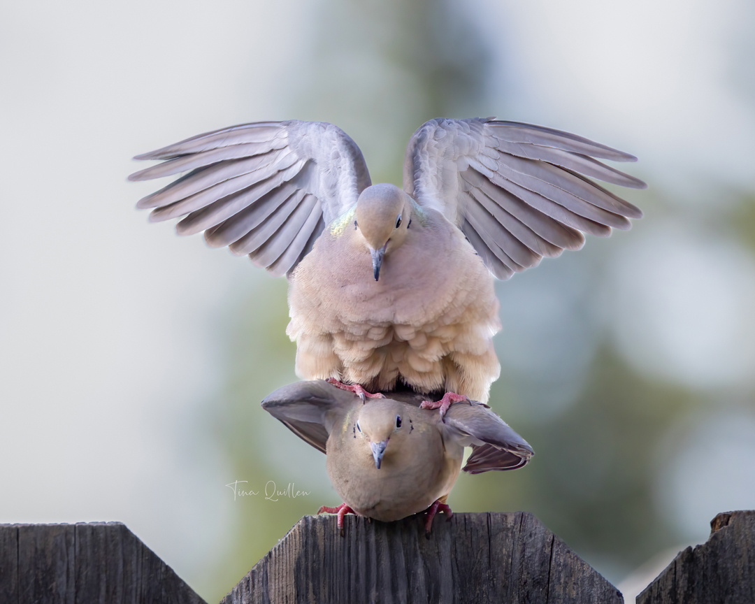 Tina Quillen Photography tweet media