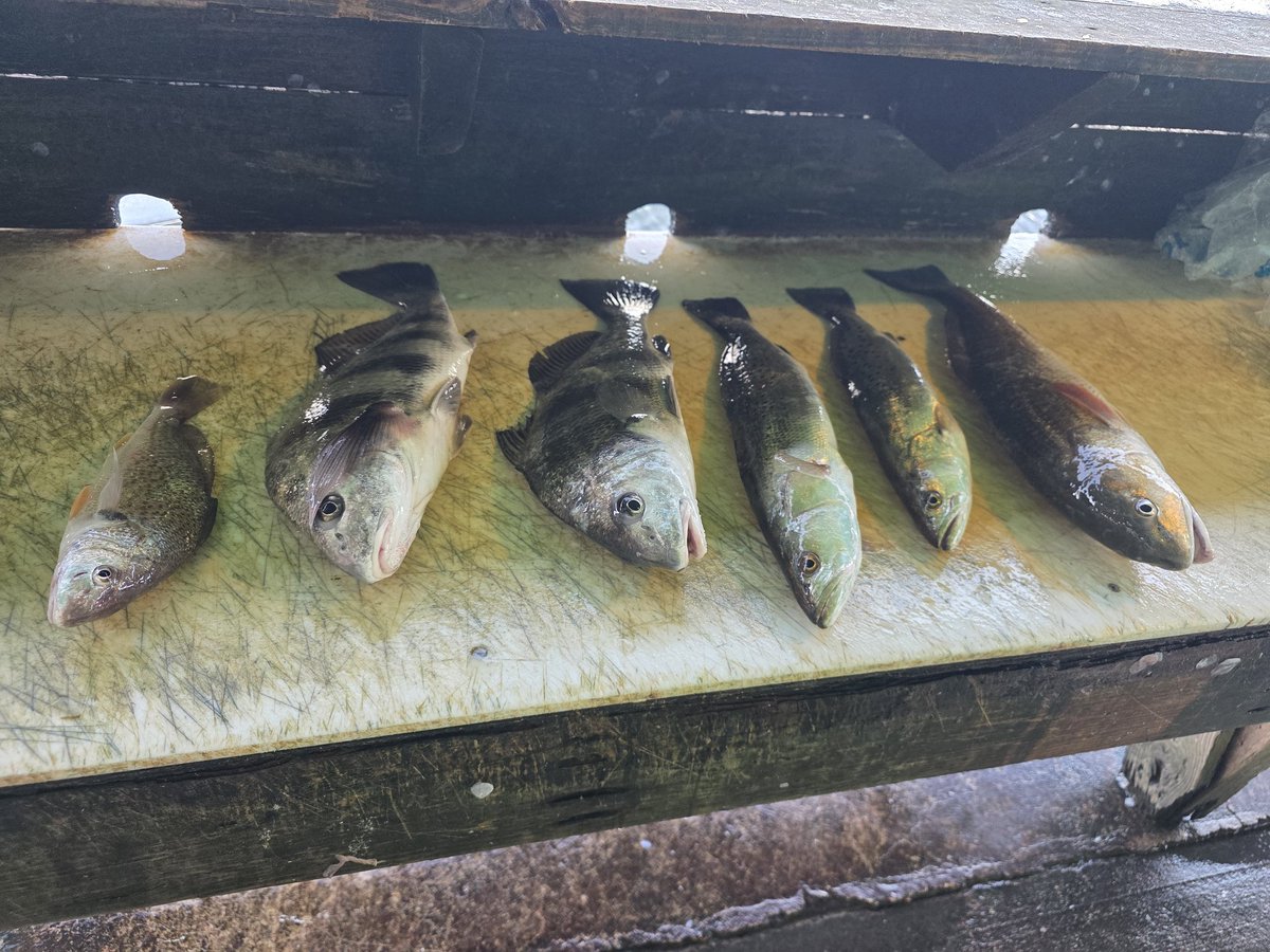 Crian 💒🪽 tweet media