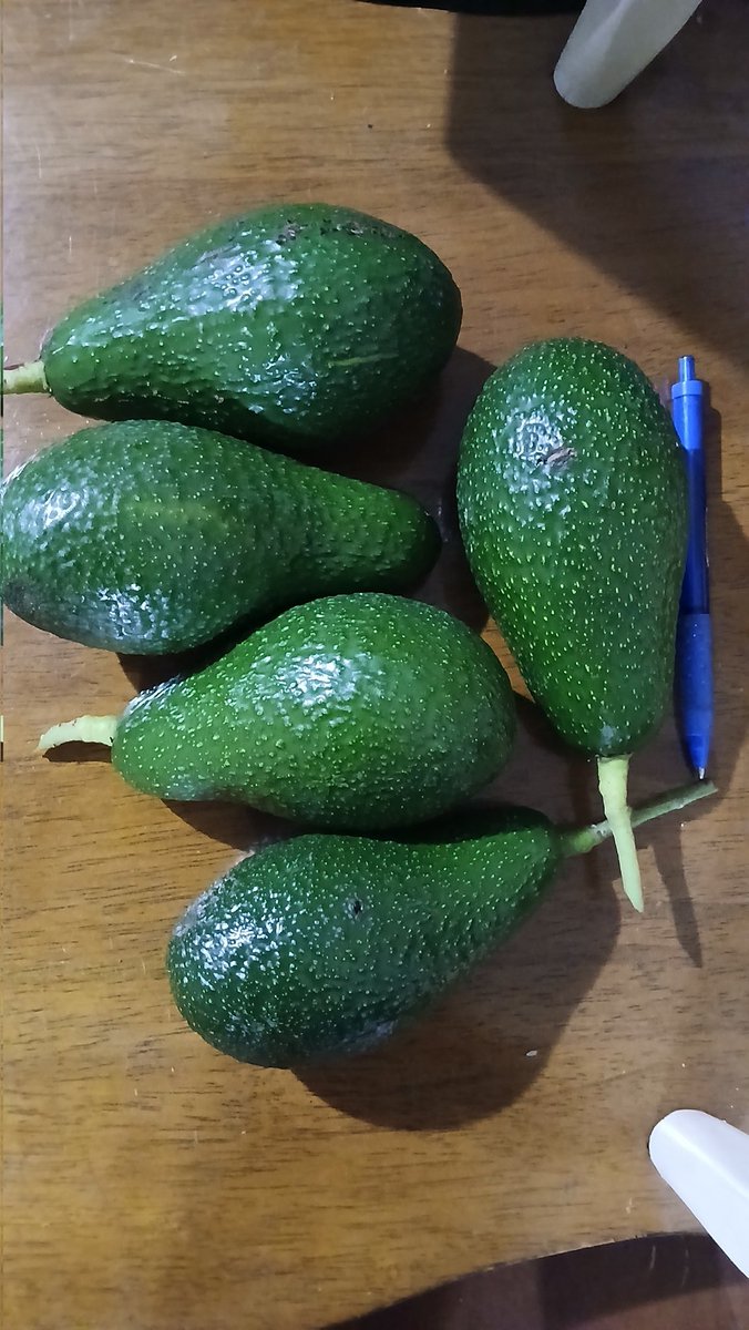 Julia4 Freedom tweet media