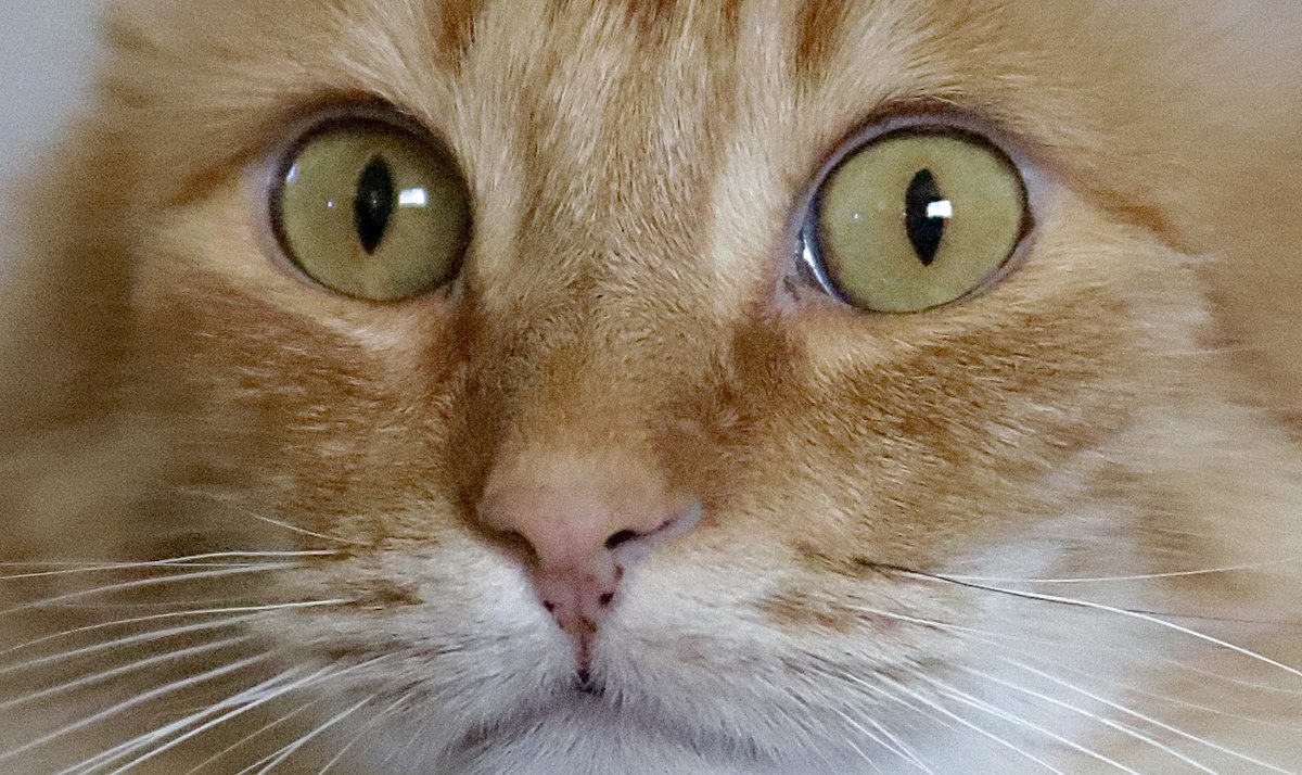 Paul Lambert tweet media