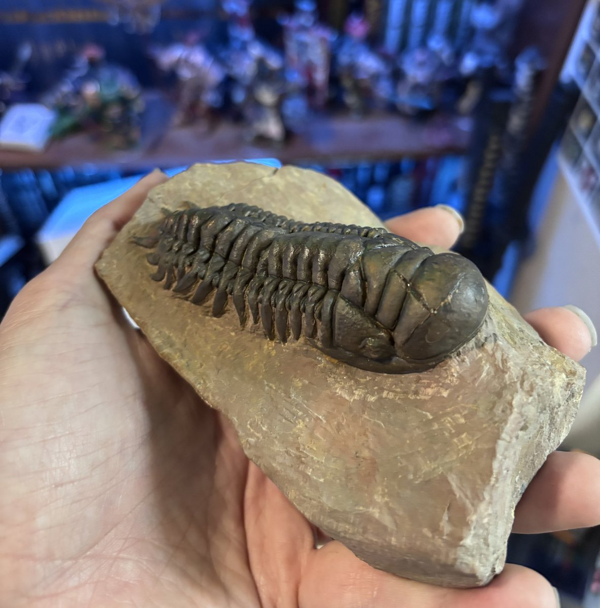 Combat Wombat (Not the YouTuber) tweet media