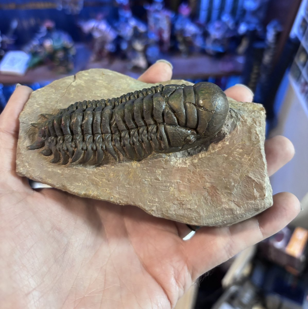 Combat Wombat (Not the YouTuber) tweet media