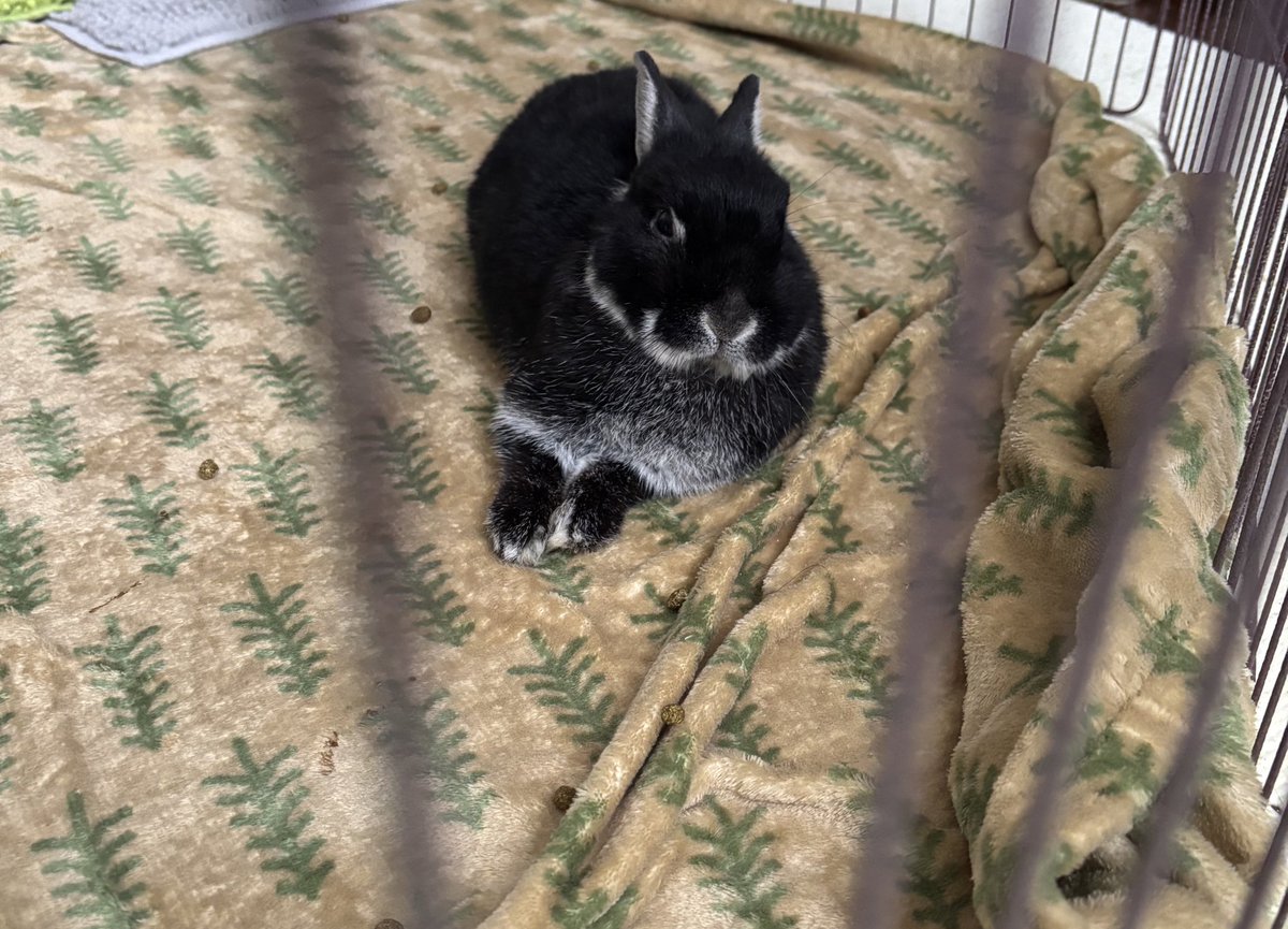 ごましお tweet media