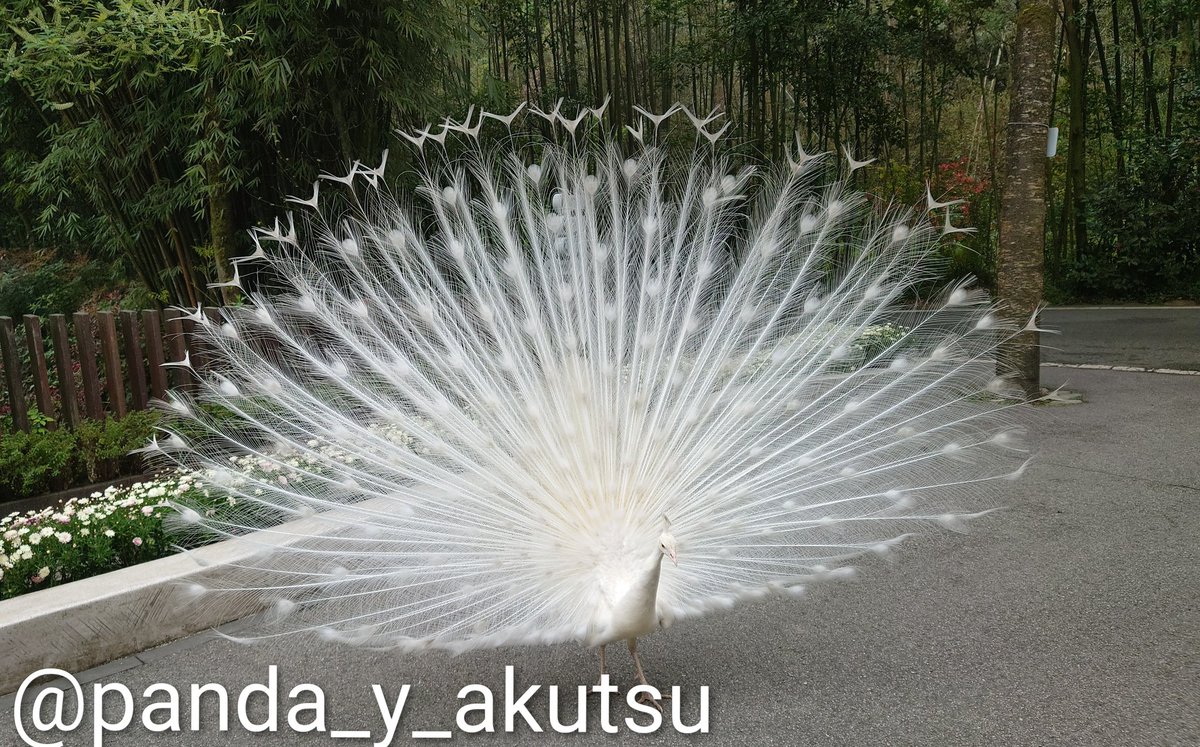 大熊猫太【阿久津 優 Akutsu Yu】 tweet media