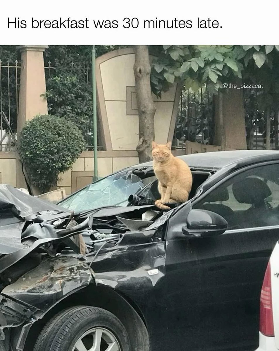 No Cats No Life (@nocatsnolife_m) on Twitter photo 