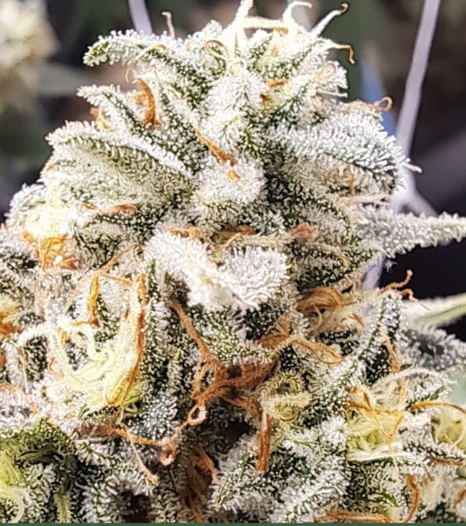 Jinxproof Genetics tweet media