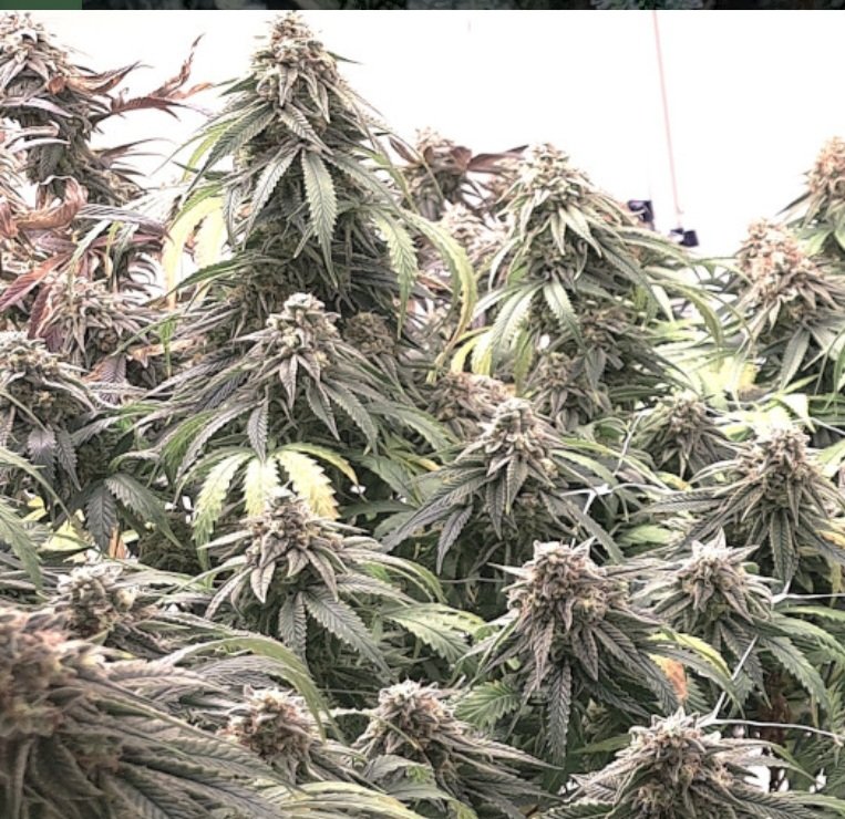 Jinxproof Genetics tweet media