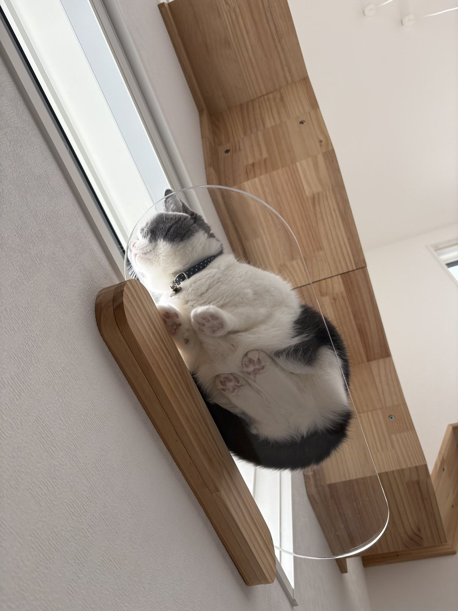 Ranranchqn's tweet photo. 日曜のお昼🐾

#猫好きさんと繋がりたい
#ブリティッシュショートヘア https://t.co/QWdpBe1ZAl