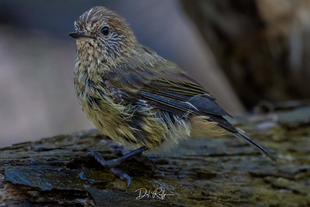 dallysbackyard's tweet photo. A Striated Thornbill out in the garden🙂 #aussiebirds #Gippsland #abcaustralia #abcmyphoto #abcinmelbourne #visitgippsland #latrobevalley 
  #getbacktogippsland #ausgeo #visitlatrobecity #exquisitepics20_australia #nikonz8 https://t.co/3e0Y4yAUXt