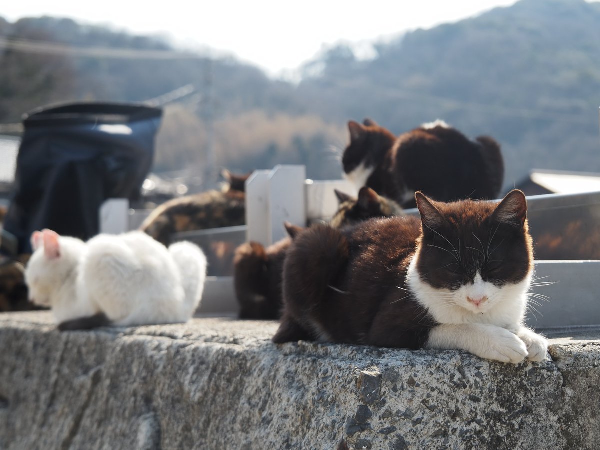 にごー tweet media