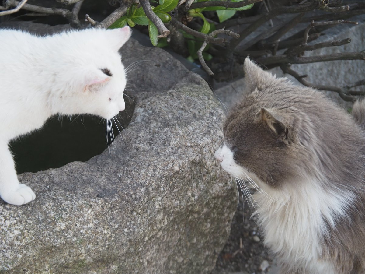 にごー tweet media