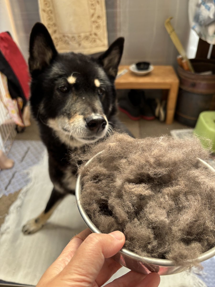 天弓号（イケメンすぎる四国犬） tweet media