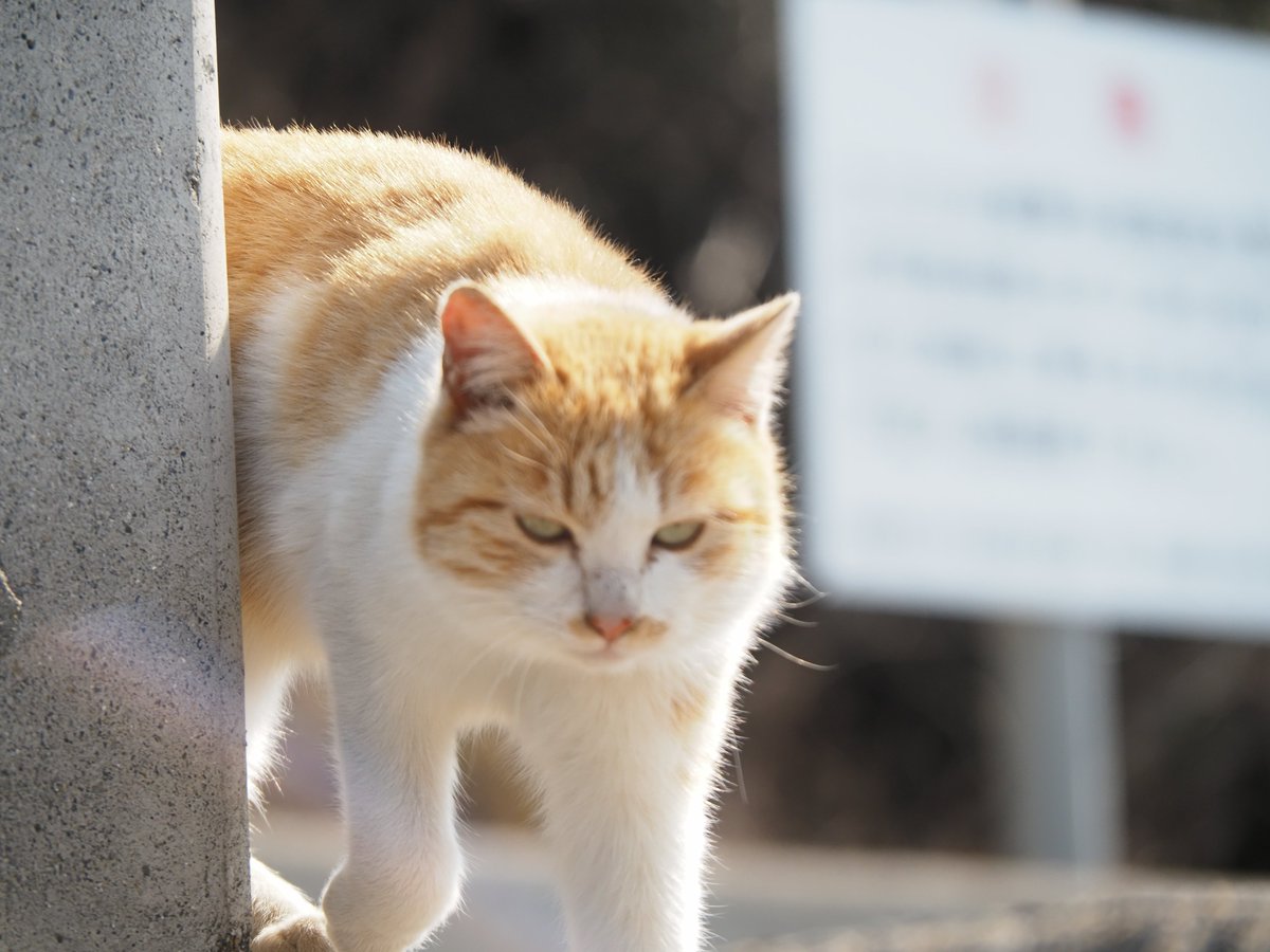 にごー tweet media