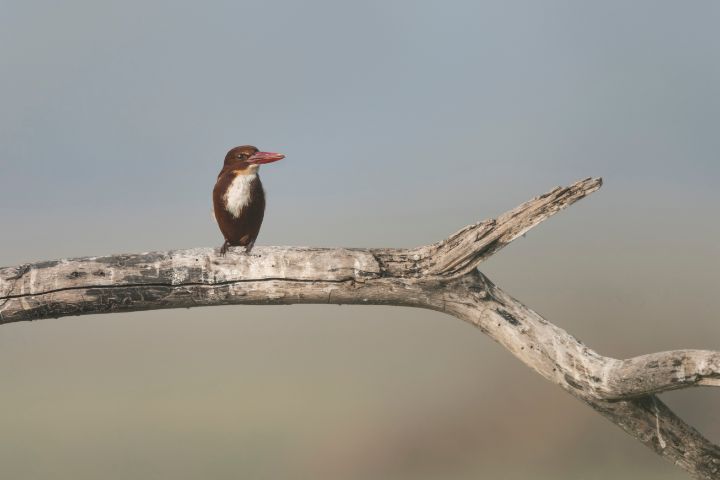 Puttaswamy Ravishankar tweet media