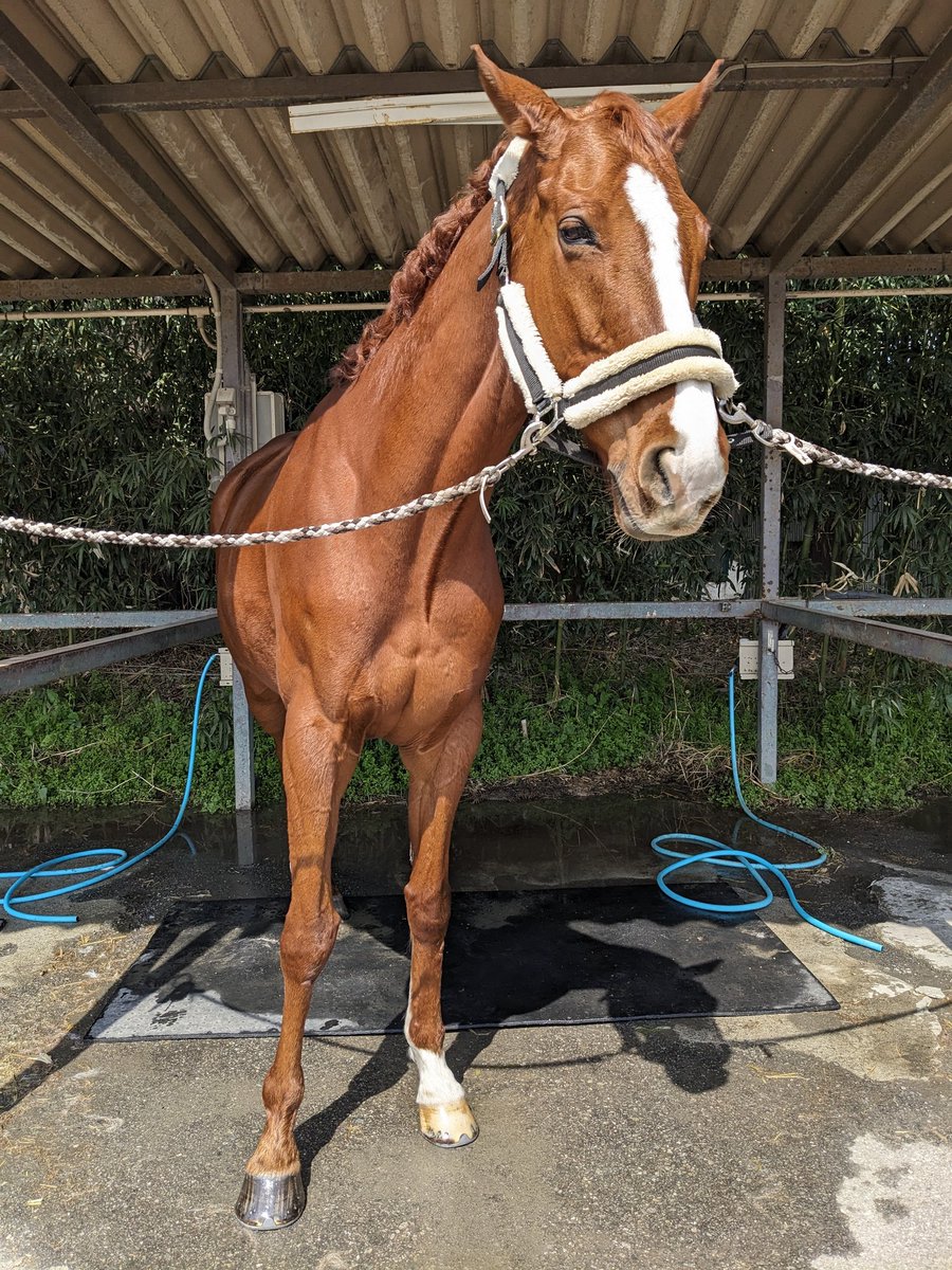 0343cafe@ウマ娘好き tweet media