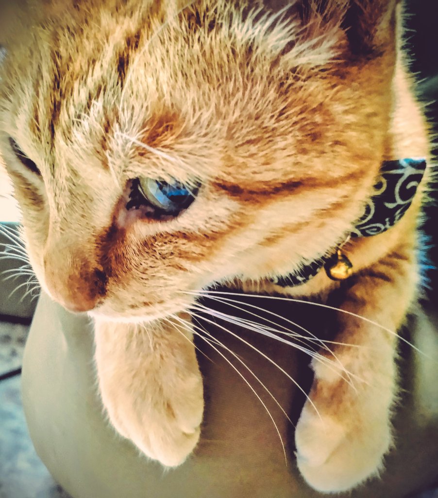 チップさん tweet media