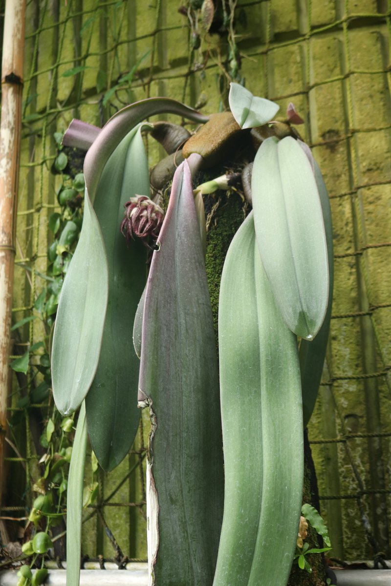 咲くやこの花館 tweet media