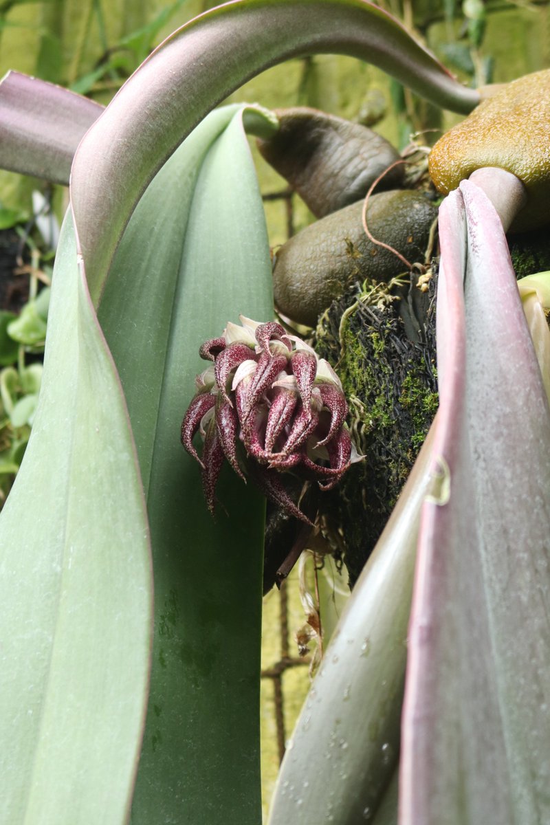 咲くやこの花館 tweet media