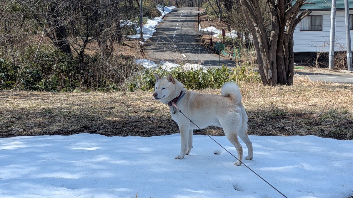 piyonta's tweet photo. ししまる
昼ん歩
#高湯温泉
#高湯平
#柴犬
#白柴犬
#ししまる https://t.co/UxV2Mkc3FA