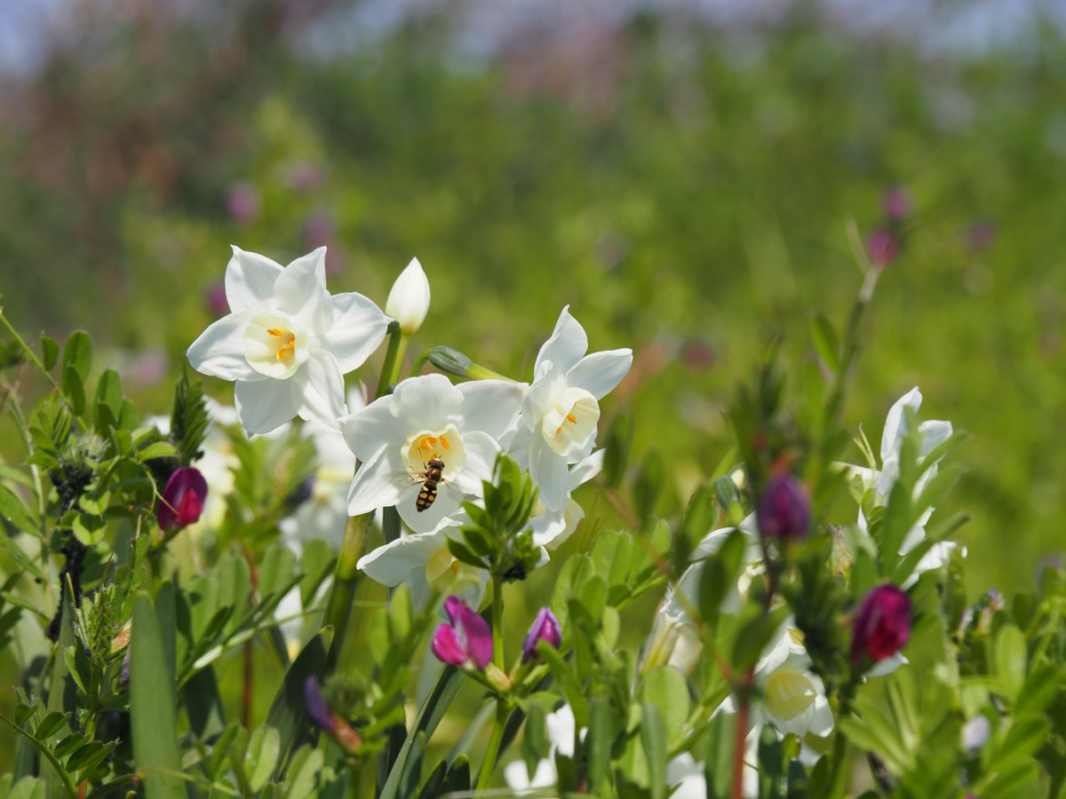 にごー tweet media