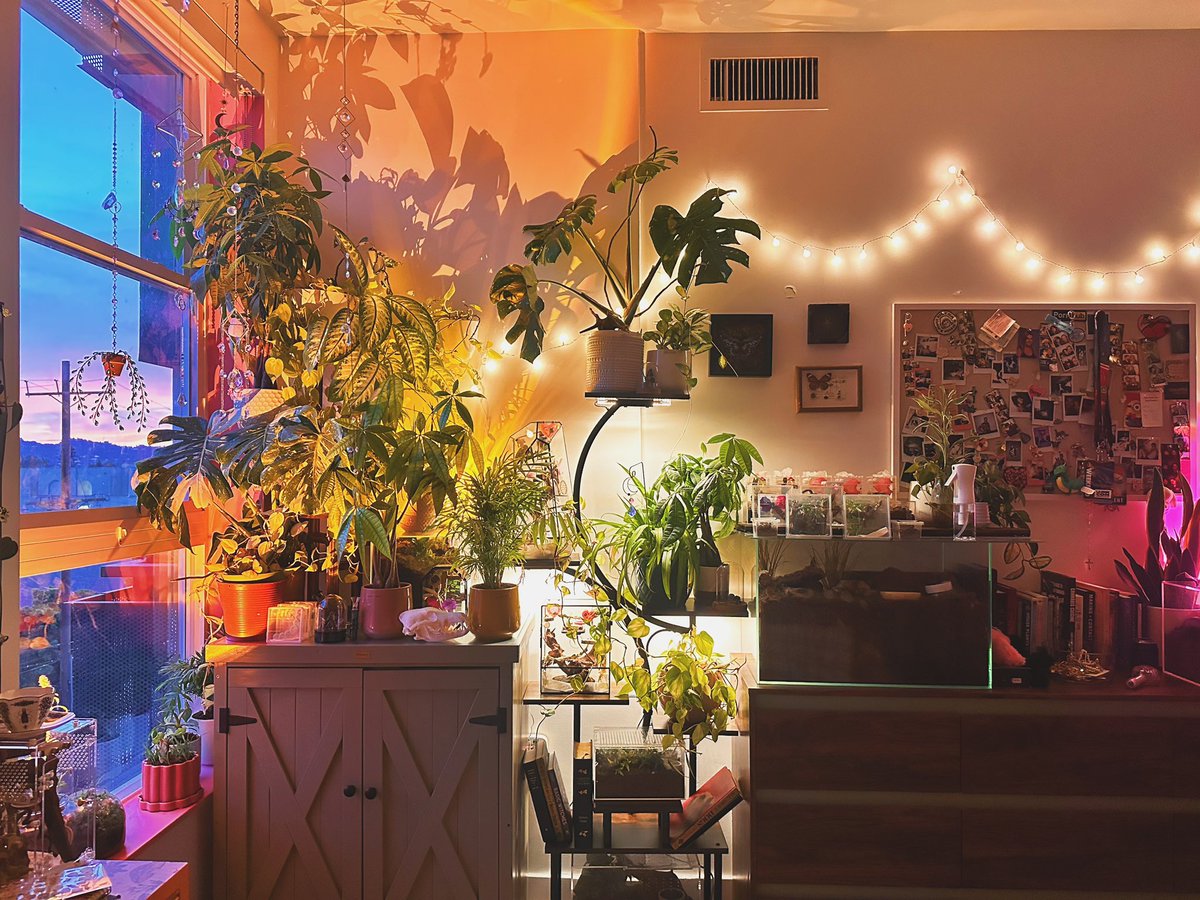 Lana the Bug 🪲💕 tweet media