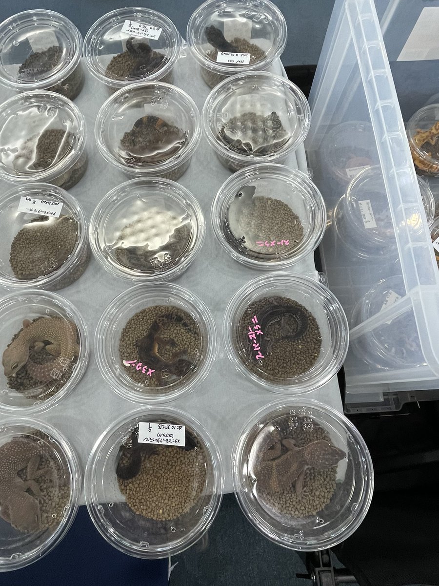 Easy Love Gecko.(y.higashi226) tweet media