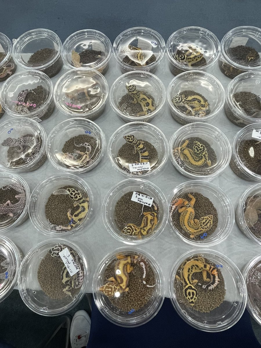 Easy Love Gecko.(y.higashi226) tweet media