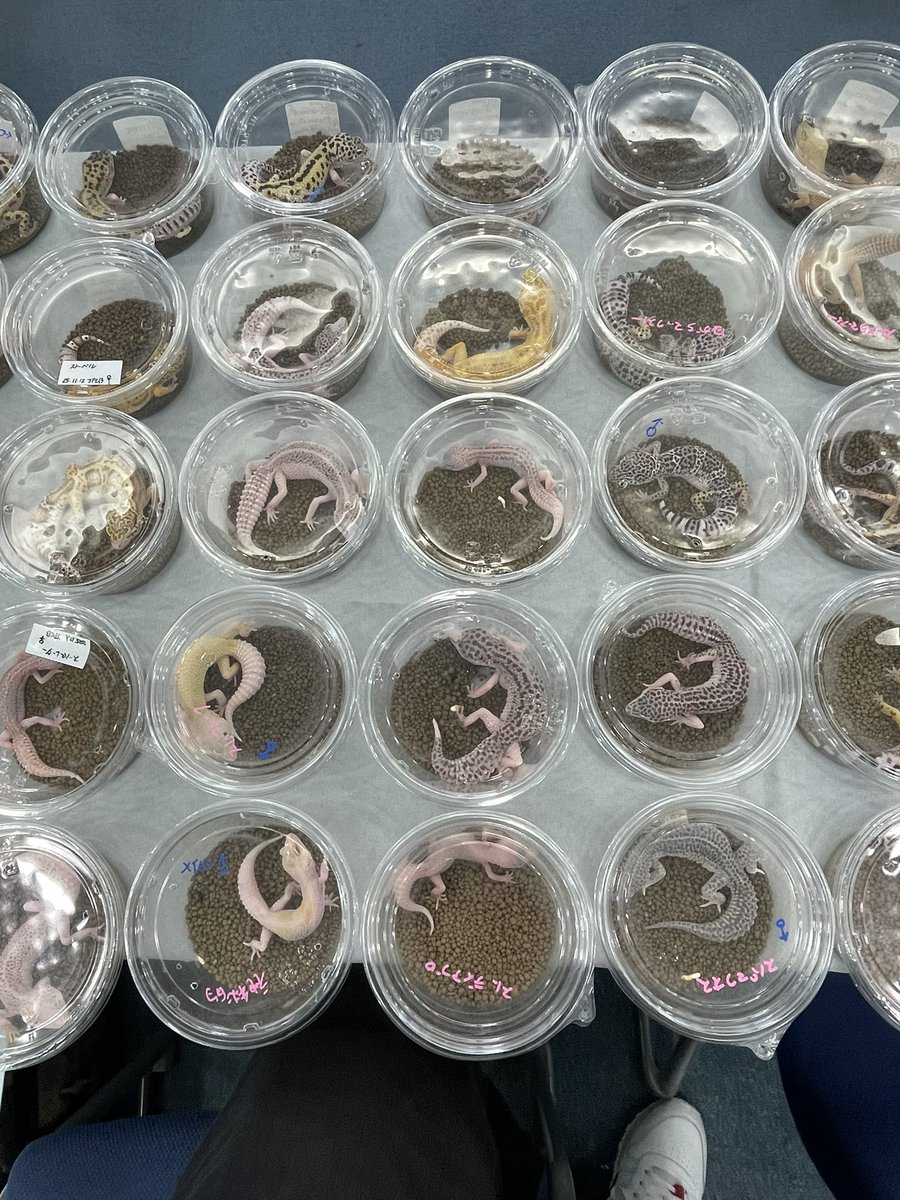 Easy Love Gecko.(y.higashi226) tweet media