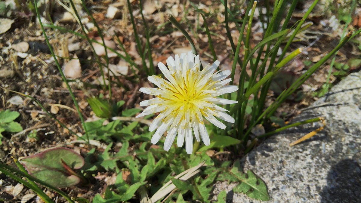 高速なレッドマウス@2026年4月なのです！春ですねぇ… tweet media