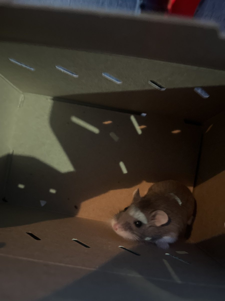 子猫☆ tweet media